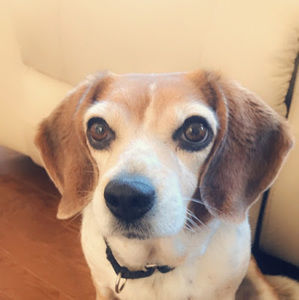 Meet your Posher, Monica